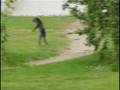Paranormal creatures, by Muktar