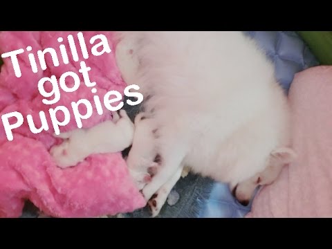 how to care japanese spitz