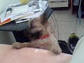 Max The Crazy Dog 4 Max The Crazy Dog 4
