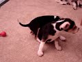 baby beagles playing