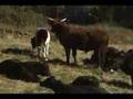 Huandoval: Manejo y Crianza de Ganado Vacuno