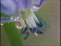 videos de Mountain Mari song 