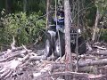 grizzly in HD conquering some timber grizzly in HD conquering some timber