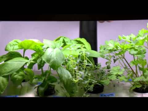 how to transplant aerogarden plants