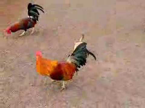 Hawaiian Chickens