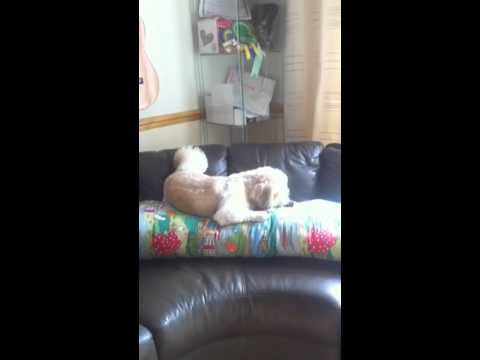how to treat lhasa apso