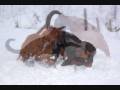 videos de Salsa och Hedda.wmv