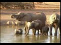 Baby Elephant Drinking