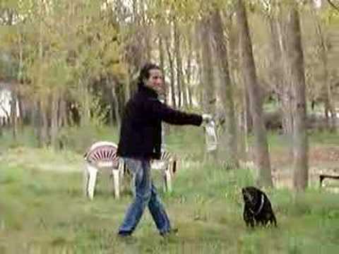 rottwailer