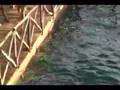Don't Bungee Jump in Acapulco