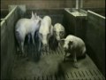 Les cochons victimes d'éleveurs hors la loi