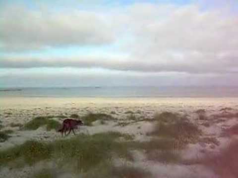 Flodday the Scottish Deerhound