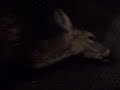 dead doe