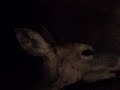 dead doe