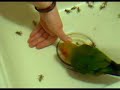 Parrot chasing crickets Parrot chasing crickets
