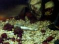 2 pacu's ripping apart a smelt 220gal
