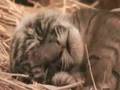 Dreamworld's baby tiger cubs
