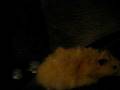 videos de My new Teddybear Hamster his name is Teddy