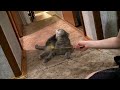 Who's That Coming?Кто там?
