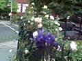 Michael Rivera by an adorable garden at S and 18th