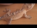 How Often Do Crested Geckos Shed?