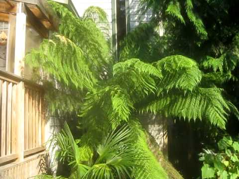 how to fertilize outdoor ferns
