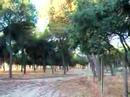 Do�ana-CaprimulgusRuficollis