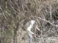 occurrence-at-owl-creek-bridge.html