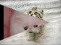 Lachkatze Lachkatze