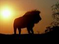Animaux d'afrique  African animals