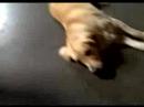 Monty the Golden Retriever Monty the Golden Retriever