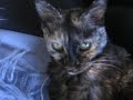 眠りネコ動画