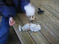 Flick Carding Fiber Prep