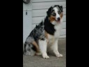 Shoreland Kennel
