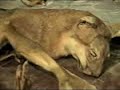 Museo Natural
