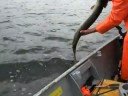 Musky on Pewaukee - Release #1