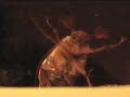 Un Cervo Alla Finestra - Un film di Caramelleamare