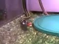 Snake eats fish