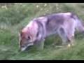 Stornoway Wolf-dogs play fighting