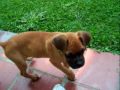 Ozzy boxer pup