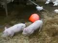 Podchef's Pastured Pork--Part One