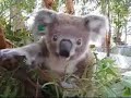 Setters Inn Casey: baby koala (joey) having a leaf feed Setters Inn Casey: baby koala (joey) having a leaf feed