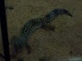 leea the leoperd geko feeding