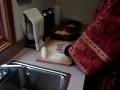 videos de cutting Prosphora (church bread)