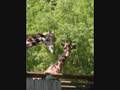 Chaffee Zoo Part 1 - Bratacus