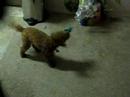 Loki and the Balloon!