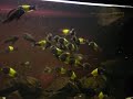 TROPHEUS moori ikola