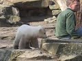 baby knut @ berlin zoo