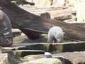 baby knut @ berlin zoo