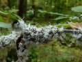 Wooly Alder Aphids